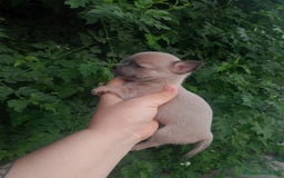 Chihuahua perros en venta: Camada de chihuahua toy  - Imagen 1