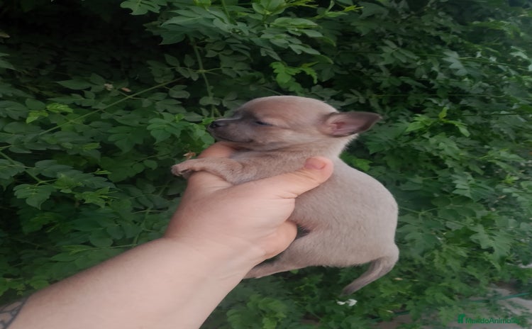 Chihuahua perros - Anuncio 1