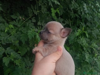 Chihuahua perros - Anuncio 41