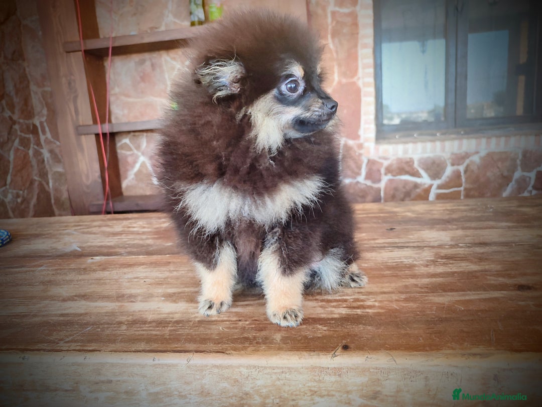 Pomerania perros en venta: Lulú de pomerania machito - Imagen 6