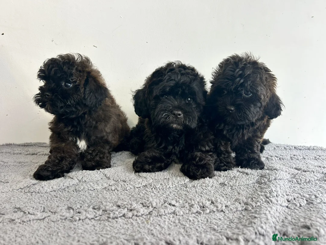 Maltipoo perros en venta: Maltipoo mini - Anuncio 5
