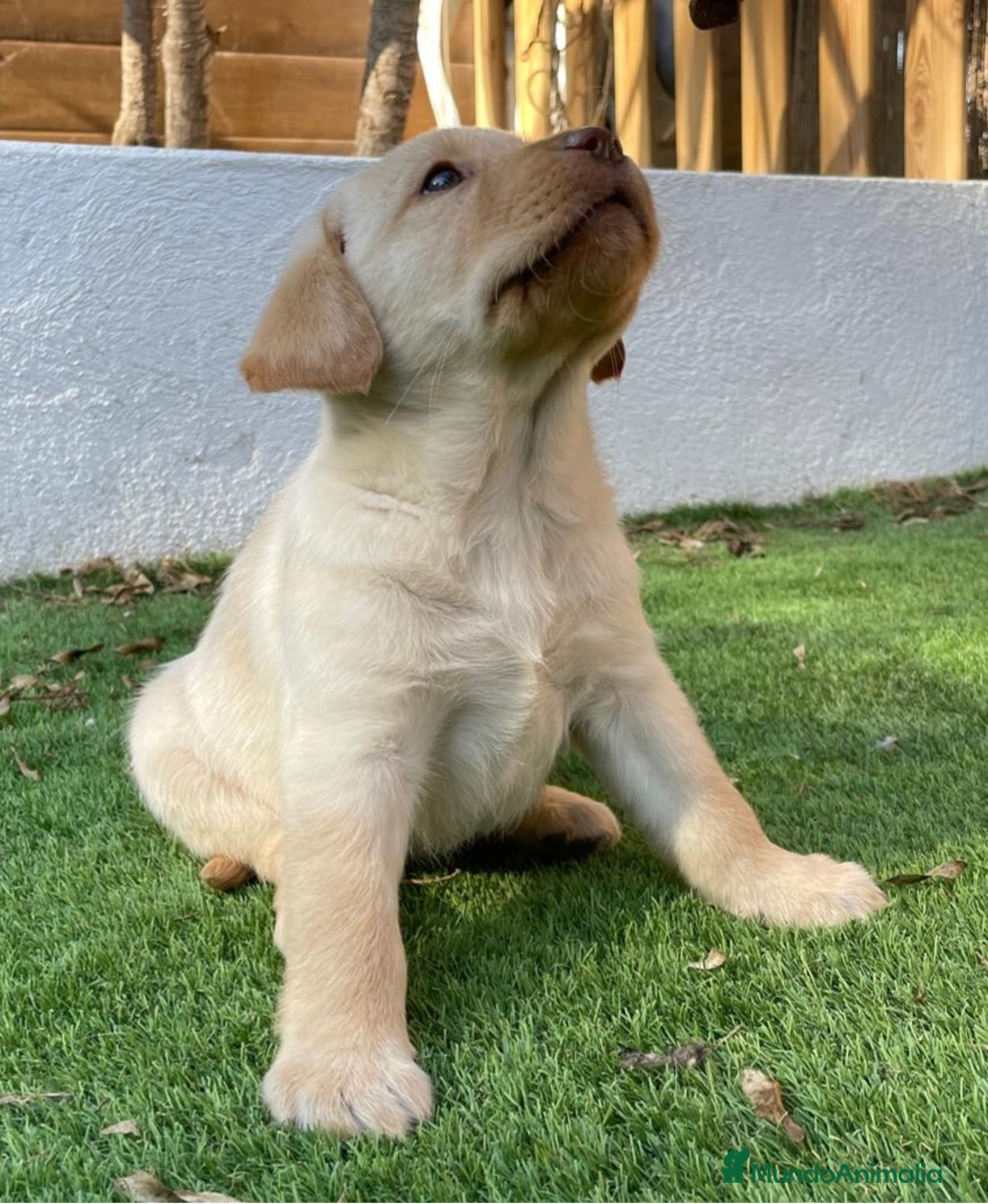 Labrador Retriever perros en venta: PRECIOSA HEMBRA CREMA - Anuncio 1