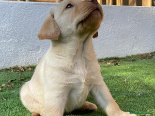 Labrador Retriever perros PRECIOSA HEMBRA CREMA - Anuncio 4
