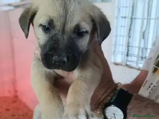 Mastín Español perros Mastín hembra disponible para entregar ya - Anuncio 1