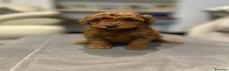 Caniche Toy perros en venta: caniche toy rojo en Murcia - Anuncio 2