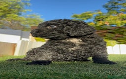 Perro de Agua Español perros en venta: PERRO DE AGUA ESPAÑOL - Imagen 7
