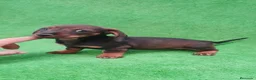 Teckel Miniatura perros en venta: Teckel miniatura ♂️♀️ - Anuncio 4