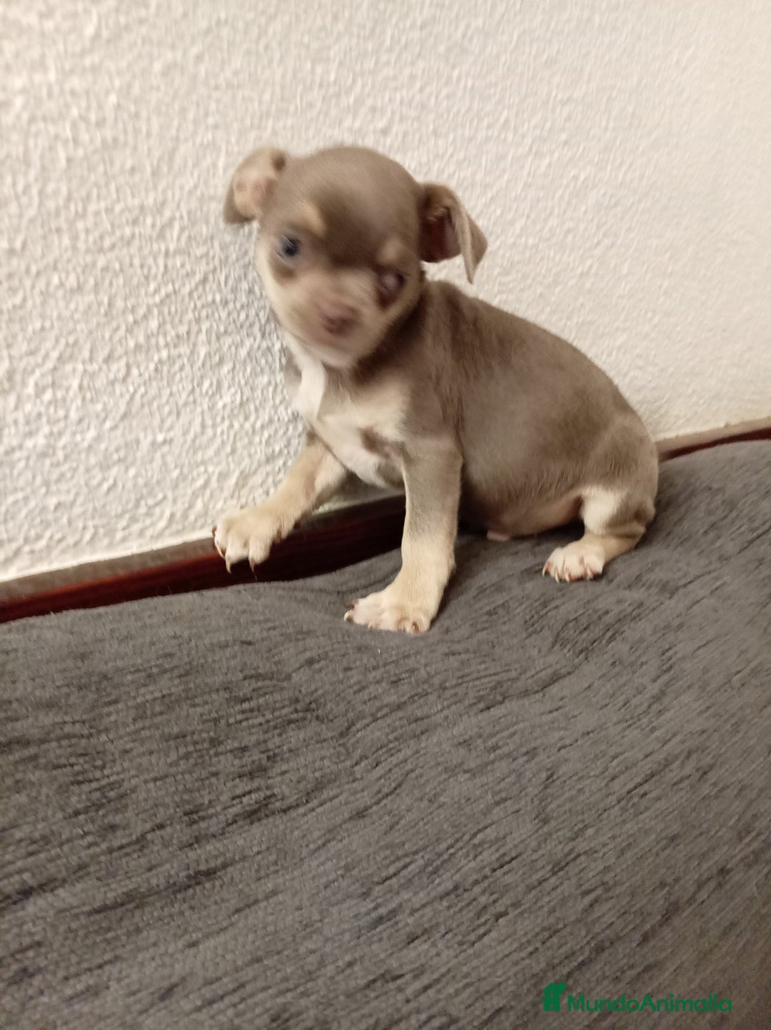 Chihuahua perros en venta: Chihuahuas toy - Anuncio 3