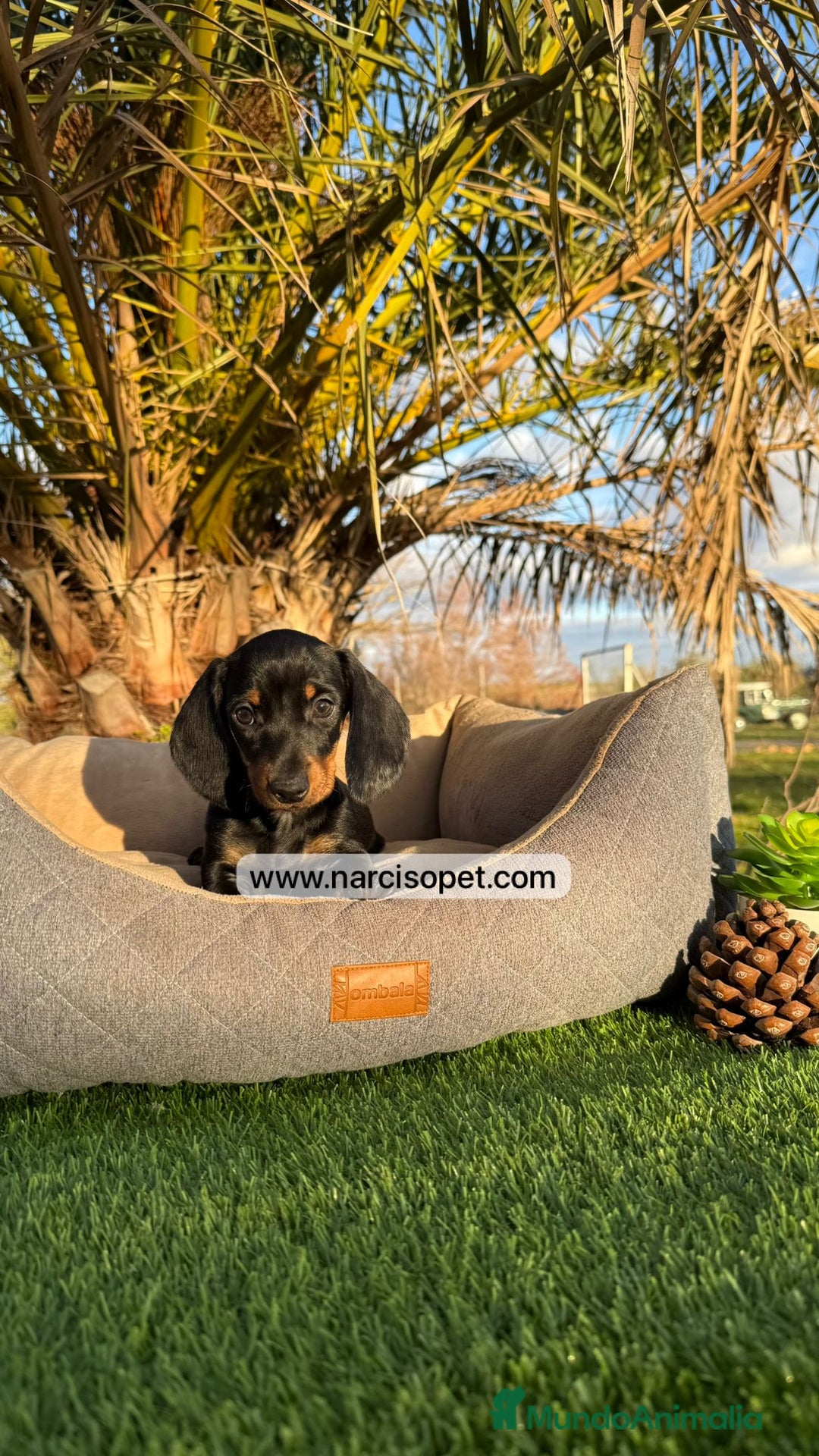 Teckel Miniatura perros en venta: CRIADERO DE TECKEL - Imagen 1