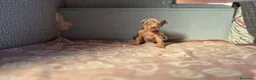 Pinscher Miniatura perros en venta: Cachorros Pinscher Miniatura  - Anuncio 4
