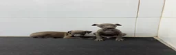 Pequeño Lebrel Italiano perros en venta: Cachorros Piccolo 700€ ¡PRECIO REAL! Valencia - Anuncio 4