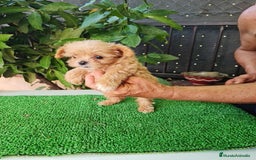 Maltipoo perros en venta: Maltipoo - Imagen 5