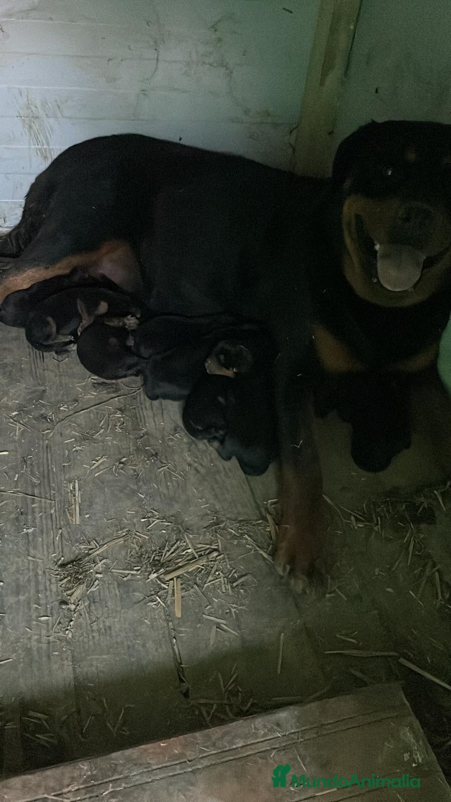 Rottweiler perros CACHORRO DE ROTTWAILER  - Anuncio 2