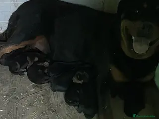 Rottweiler perros CACHORRO DE ROTTWAILER - Anuncio 2