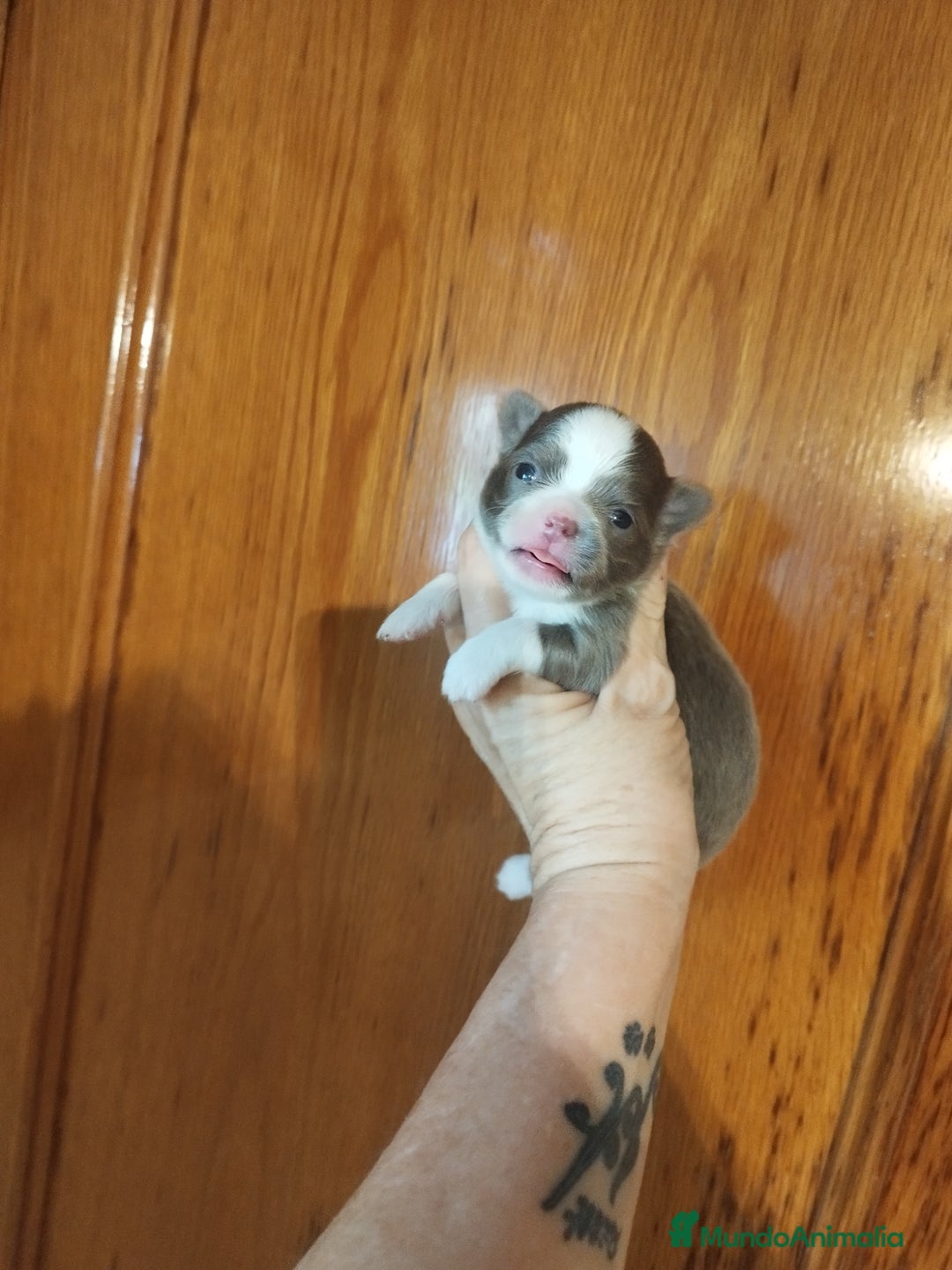 Chihuahua perros en venta: Chihuahua Toy excelente color - Imagen 2