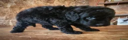 Caniche Toy perros en venta: Caniche toy precio real - Anuncio 2