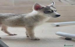Husky Siberiano perros en venta: Husky siberiano  - Imagen 4