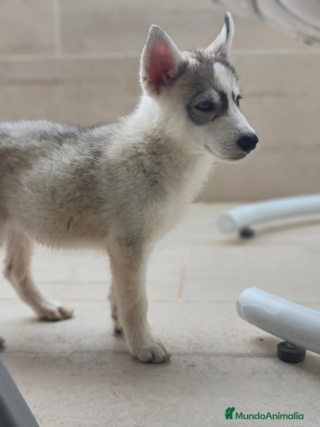 Husky Siberiano perros en venta: Husky siberiano  - Imagen 4