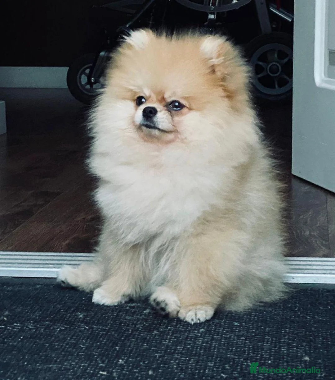 Pomerania perros en venta: CAMADA DE POMERANIA  - Anuncio 3