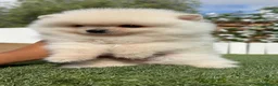 Pomerania perros en venta: POMERANIA 💙🤍 - Anuncio 13