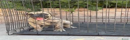 Presa Canario perros en venta: Cachorros machos  - Anuncio 5