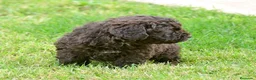 Perro de Agua Español perros en venta: CACHORRO DE PERRO DE AGUA  - Anuncio 12