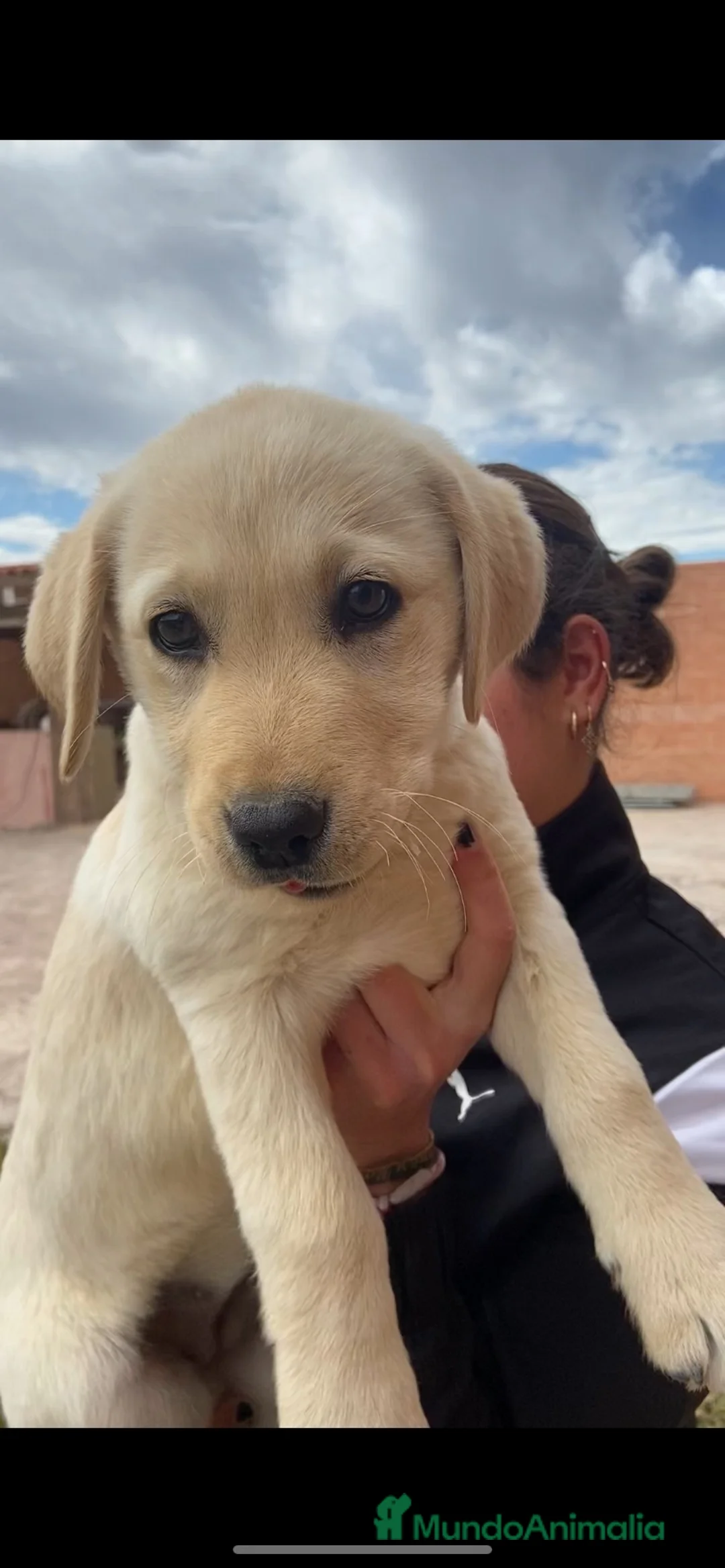 Labrador Retriever perros en venta: CACHORROS DE LABRADOR - Anuncio 2