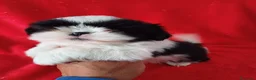 Shih Tzu perros en venta: Shitzhu  - Anuncio 2