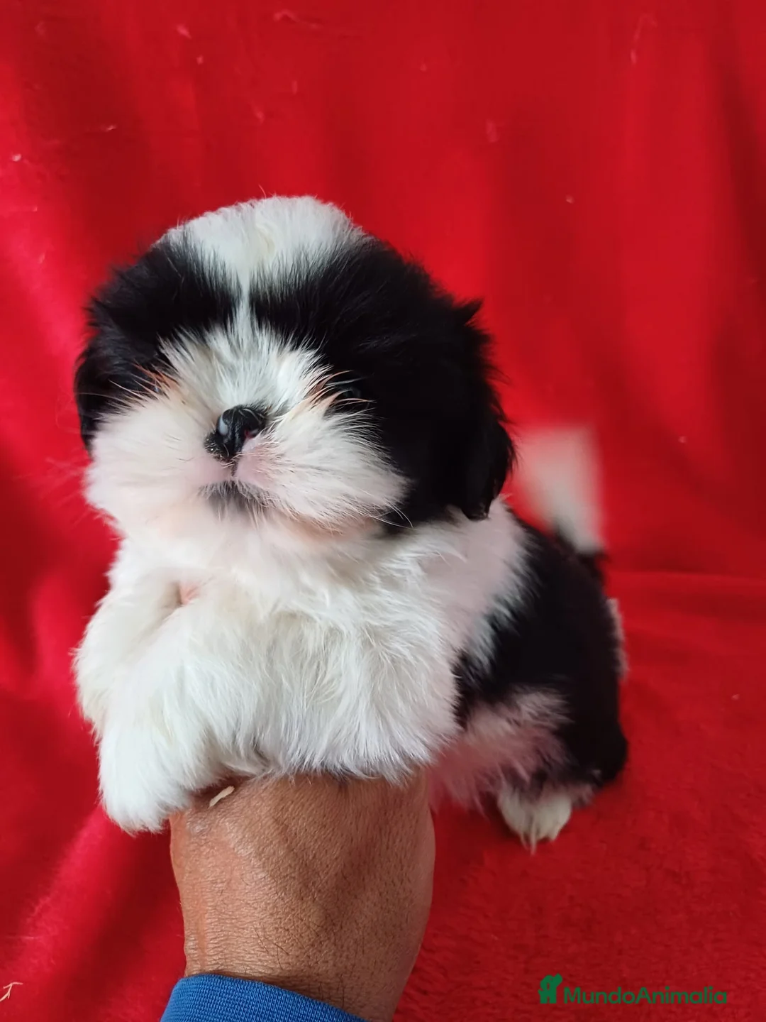 Shih Tzu perros en venta: Shitzhu  - Anuncio 2