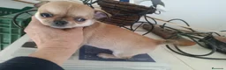 Chihuahua perros en venta: Chihuahua mini - Anuncio 2