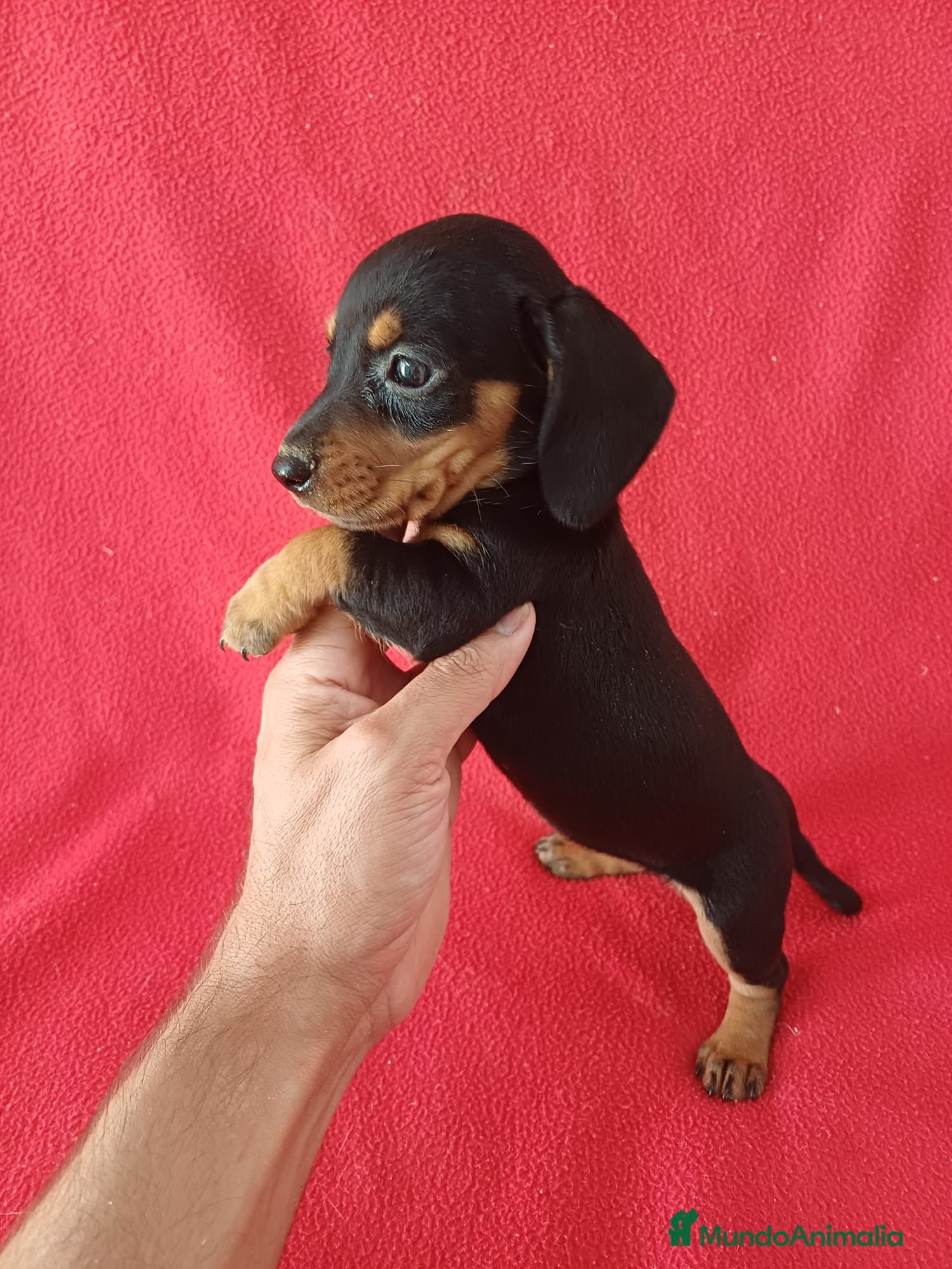 Teckel Miniatura perros Teckel Miniatura Negro y Fuego  - Anuncio 2