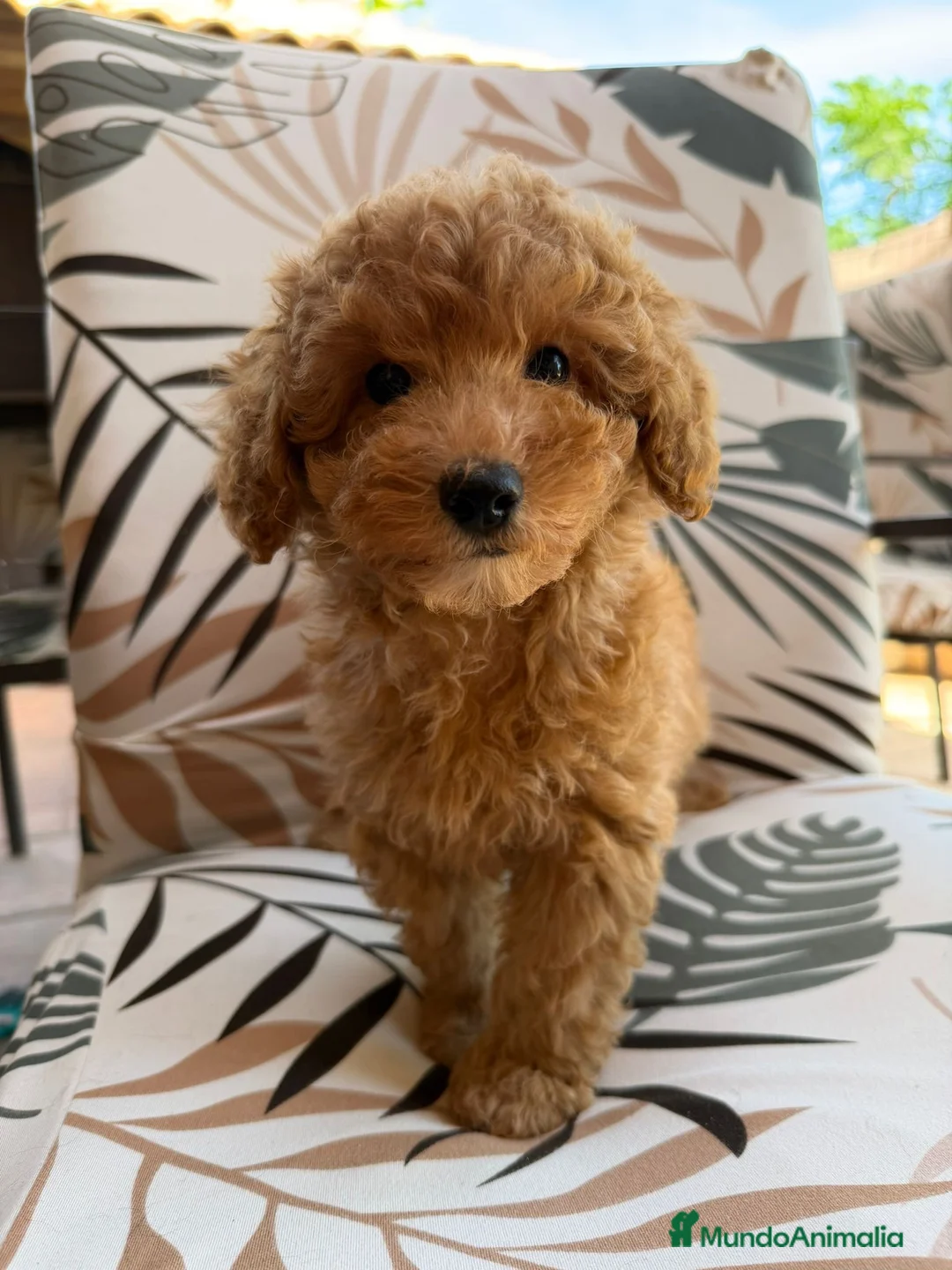 Caniche Toy perros en venta: Caniches toy fotos actuales  - Anuncio 1