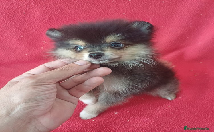 Pomerania perros - Anuncio 4