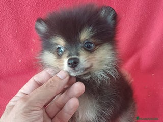 Pomerania perros - Anuncio 32
