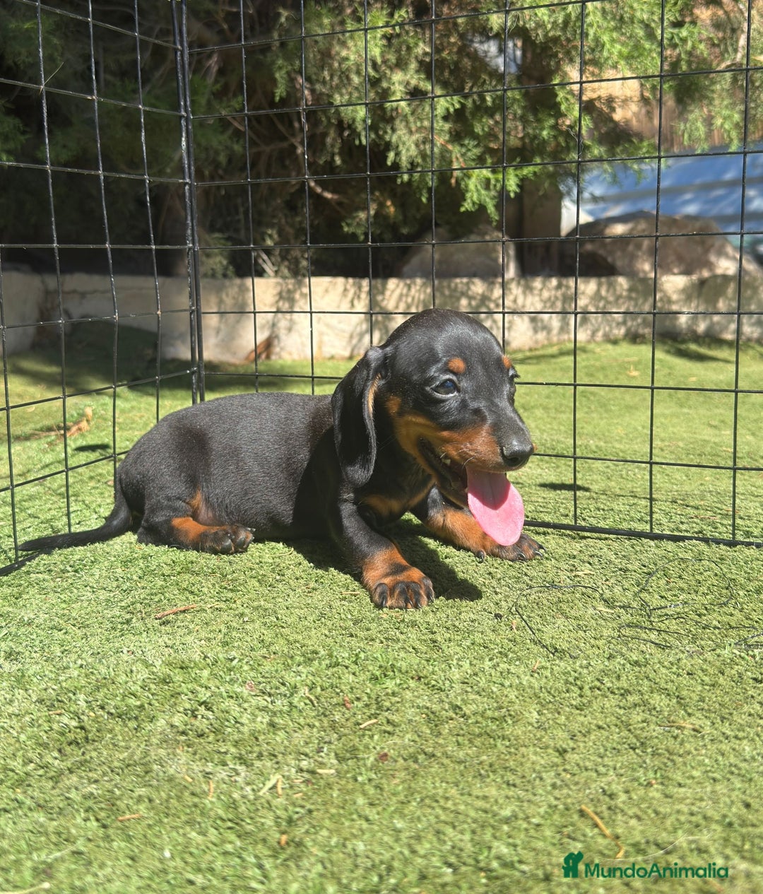 Teckel Miniatura perros en venta: Teckel miniaturas varias camadas disponibles  - Imagen 2
