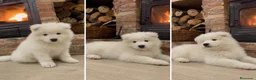 Samoyedo perros en venta: SAMOYEDO PUPPY - TODA ESPAÑA  - Anuncio 1
