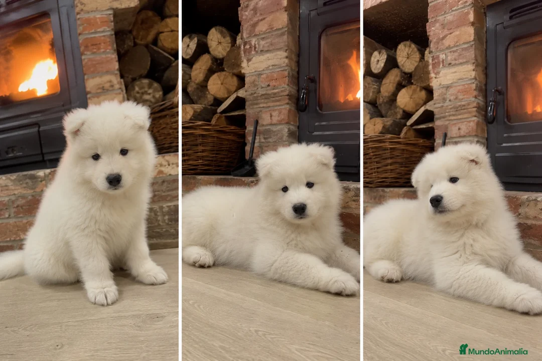 Samoyedo perros en venta: SAMOYEDO PUPPY - TODA ESPAÑA  - Anuncio 1