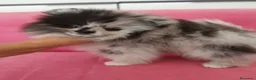 Pomerania perros en venta: Pomerania TOY Merle macho espectacular  - Anuncio 3