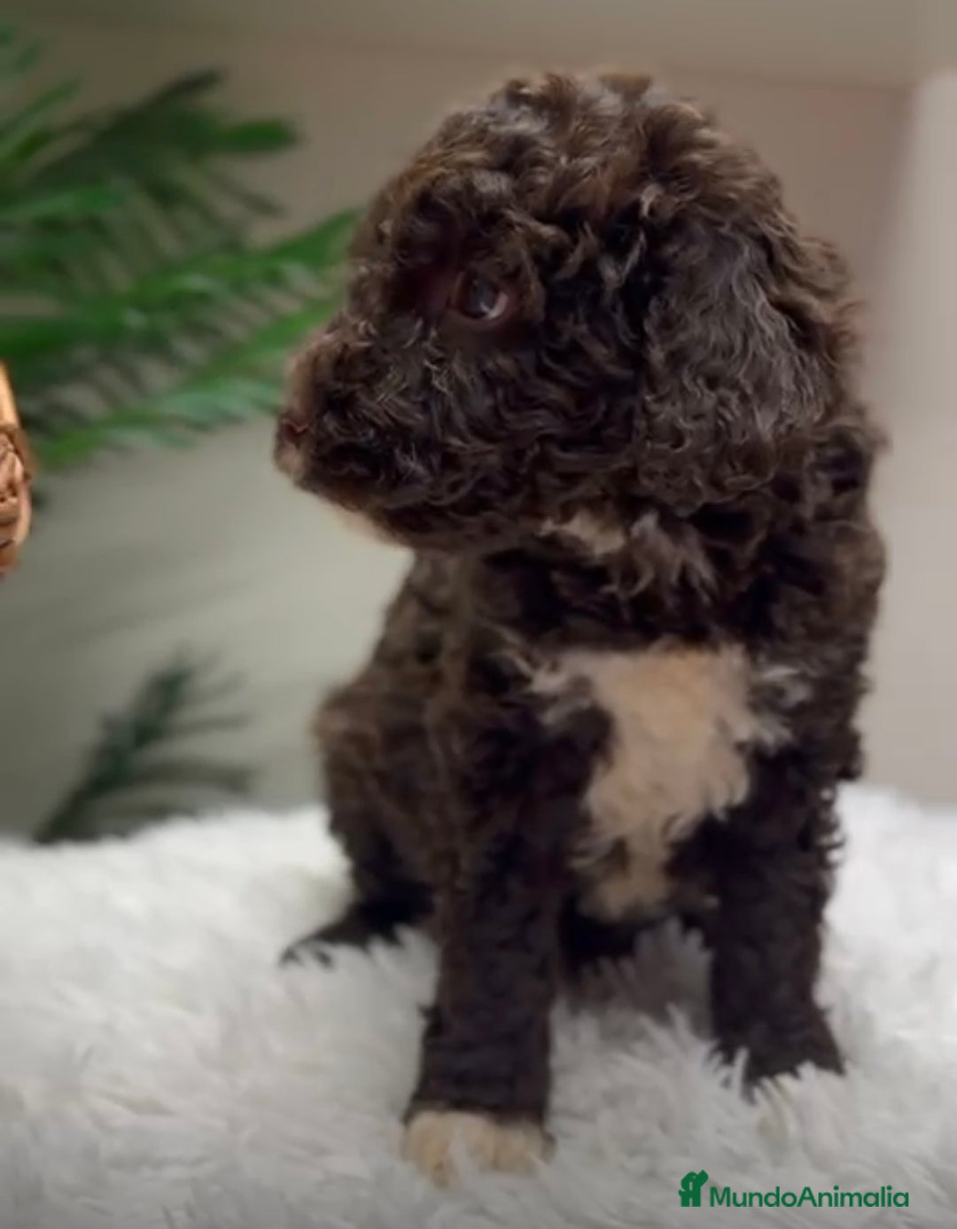 Perro de Agua Español perros en venta: PERRO DE AGUA HEMBRA - Anuncio 2