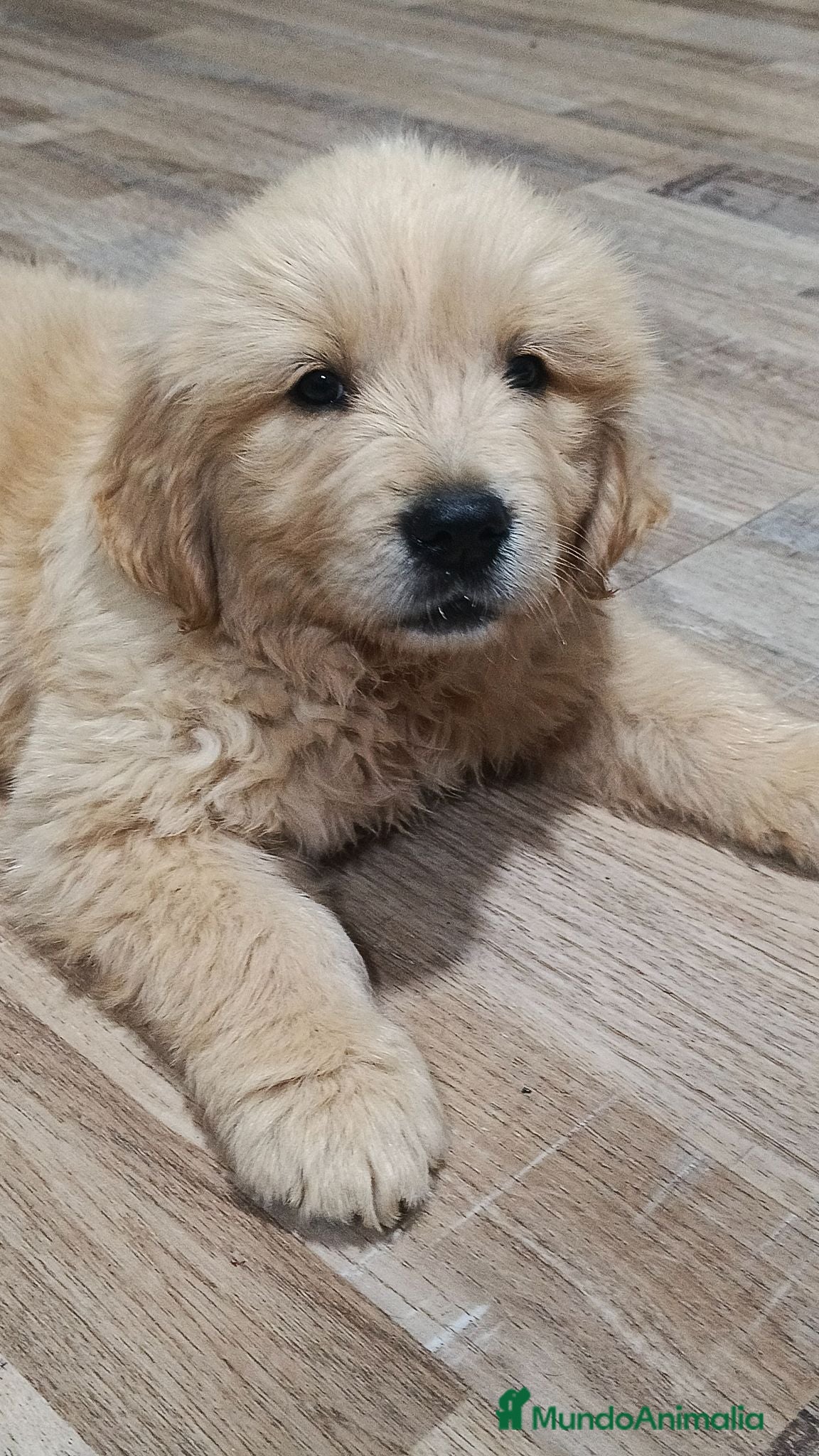 Golden Retriever perros Golden Retriever  - Anuncio 1