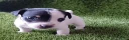 Jack Russell Terrier perros en venta: Jack Russell - Anuncio 2