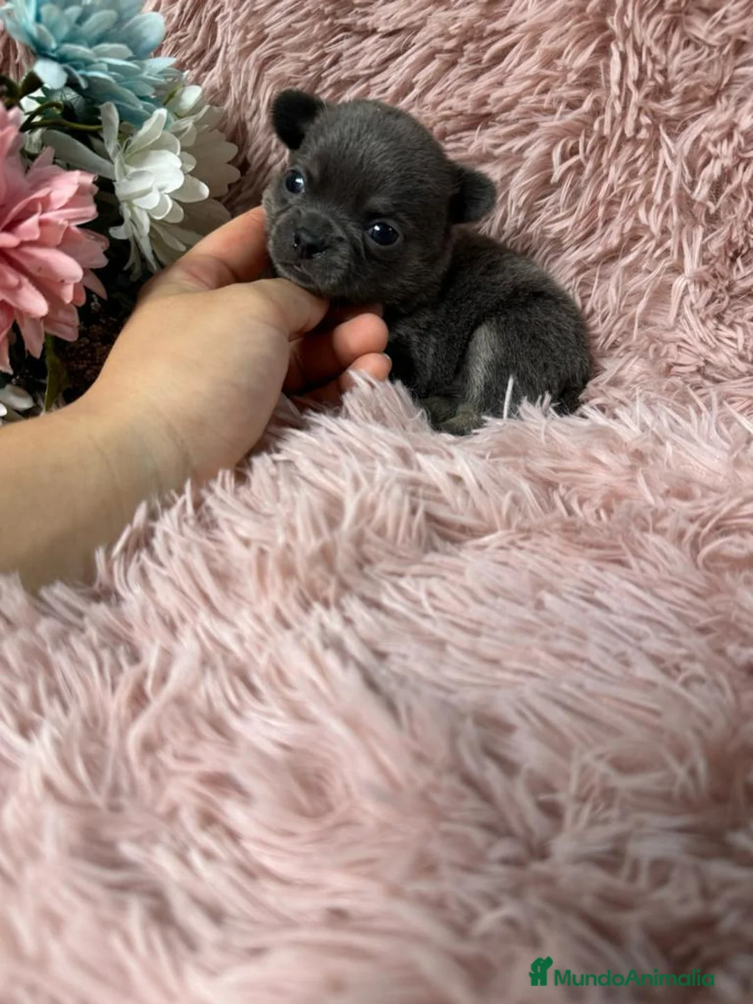 Chihuahua perros en venta: CHIHUAHUAS DEL VALLE  - Anuncio 2