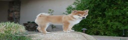 Shiba Inu perros en venta: Shiba Cachorro - Anuncio 2