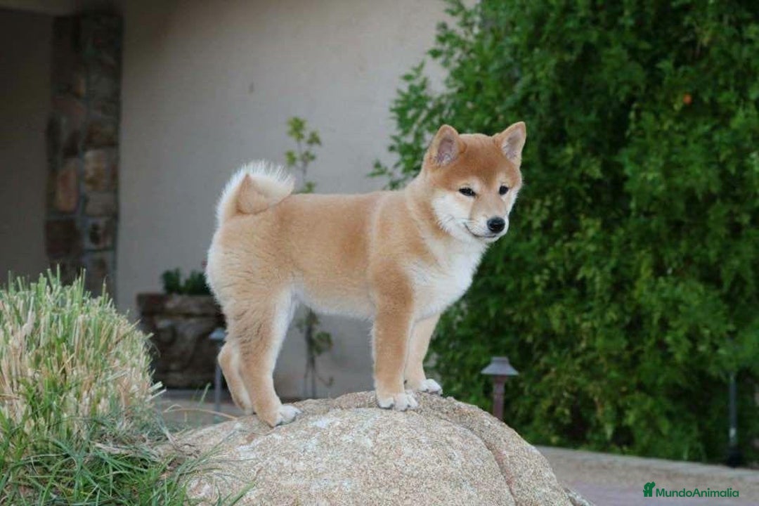 Shiba Inu perros en venta: Shiba Cachorro - Anuncio 2
