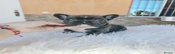 Bulldog Francés perros en venta: Bulldog francés exoticos - Anuncio 3