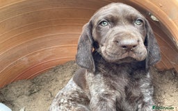 Braco Alemán de Pelo Corto perros en venta: Excelentes Bracos Alemanes  - Imagen 2
