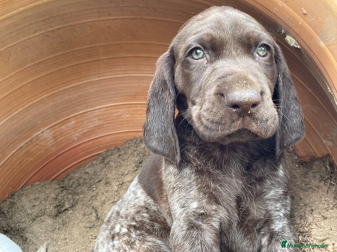 Braco Alemán de Pelo Corto perros en venta: Excelentes Bracos Alemanes  - Imagen 2