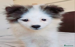 Pomerania perros en venta: Pomerania klein - Imagen 2