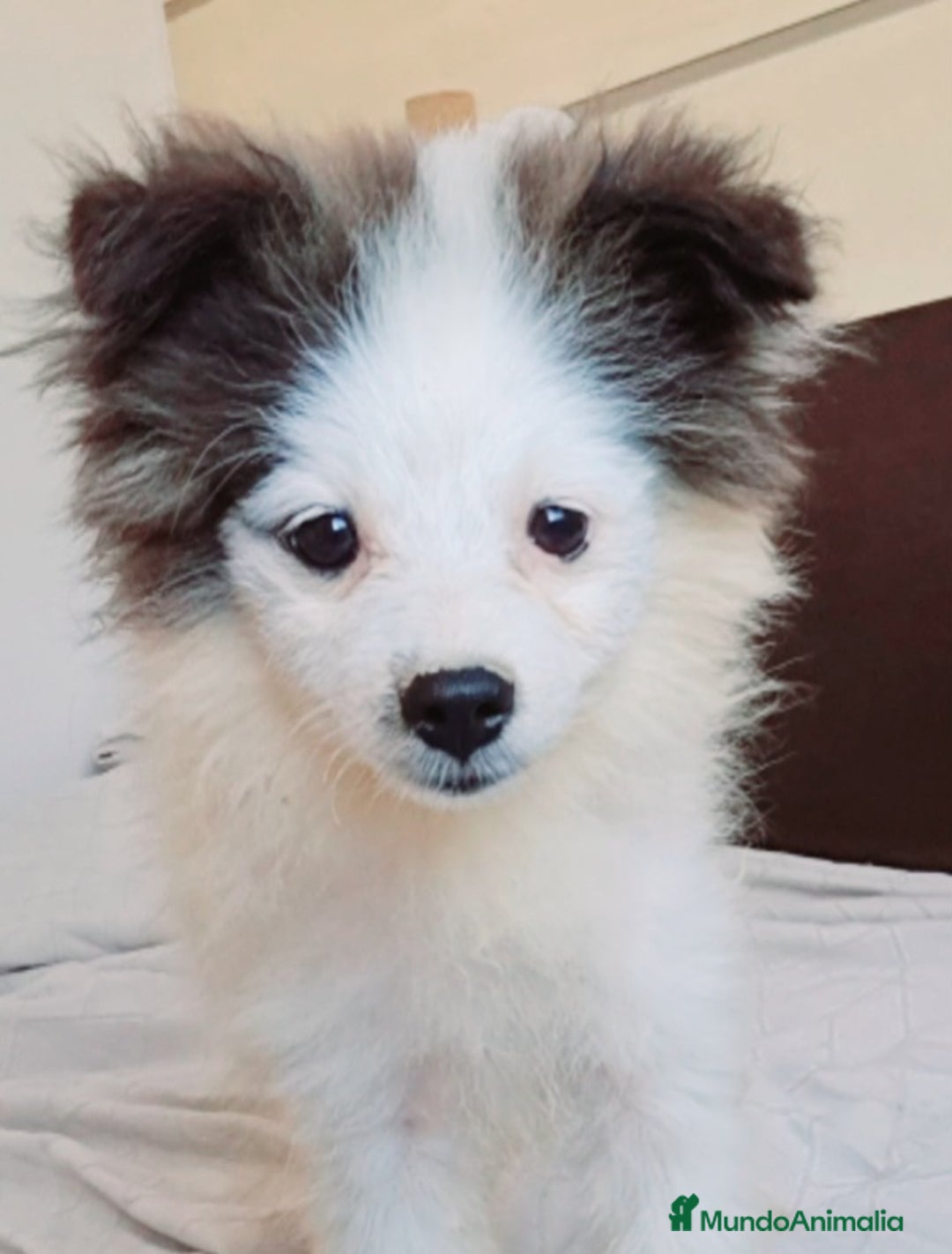 Pomerania perros en venta: Pomerania klein - Imagen 2