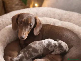 Teckel Miniatura perros Salchichas que enamoran - Anuncio 26